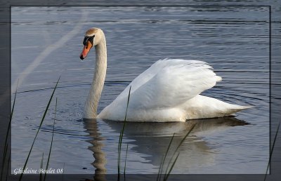 Cygne tubercul (Mute Swan)