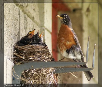 Merle d'Amérique (American Robin)