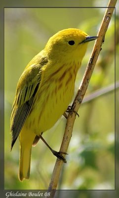 Paruline jaune (Yellow Warbler)
