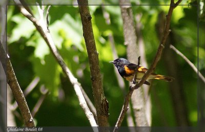 Paruline flamboyante (American Redstart)