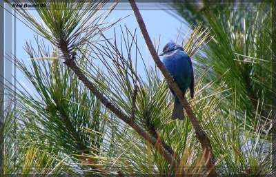 Passerin indigo (Indigo Bunting)