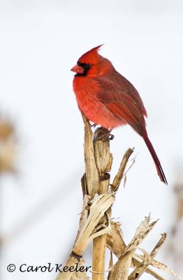 Cardinal on Corn