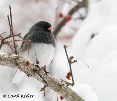 Male Dark-Eyed Junco