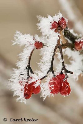 Frosted Viburnum Berries