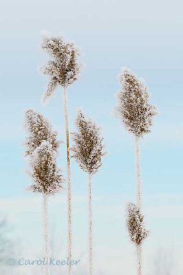 Phragmites Frosted