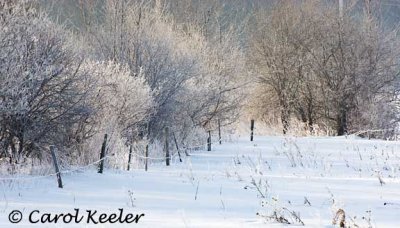 Early Morning Hoarfrost