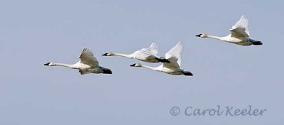 Tundra Flight Squadron