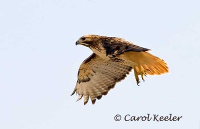 Red-Tail Hawk Take-Off