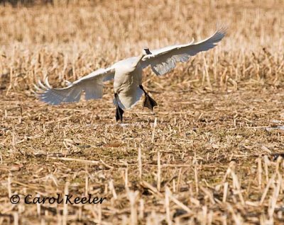 Trumpeter Touchdown