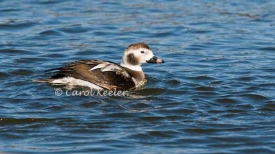 Winter Plumage Female Long Tail Duck