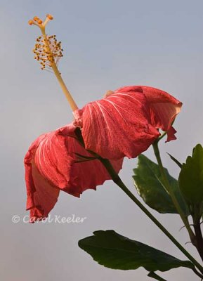 Heavenly Hibiscus