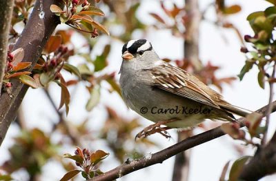 Jump! White Crowned Sparrow
