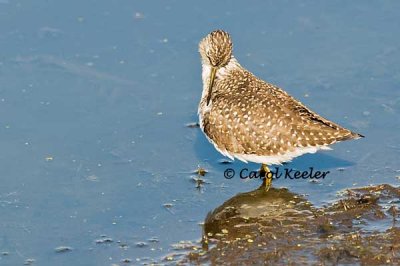 Solitary Sandpiper Preening