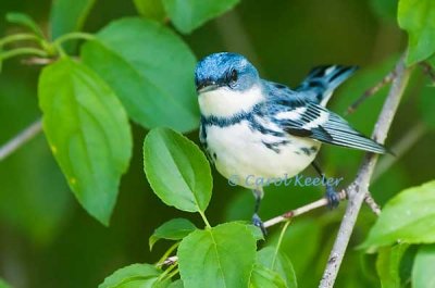 Cerulean Warbler