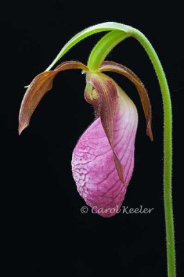 Pink Lady's Slipper