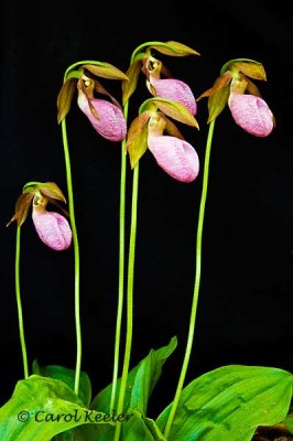 Pink Lady Slipper Group
