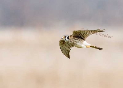 Flying American Kestrel