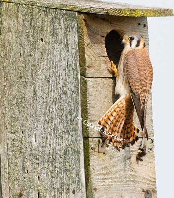 Checking Out Her Box