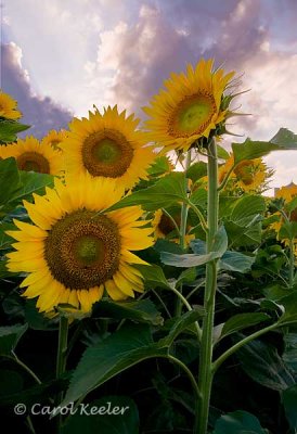 Sunflowers Before Sunset