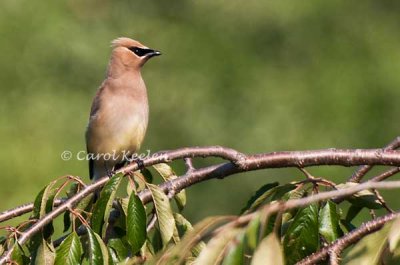 Cedar Waxwing