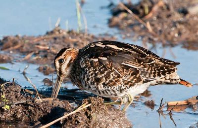 Wilson's Snipe Probing for Worms