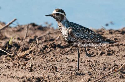 Changing American Golden Plover