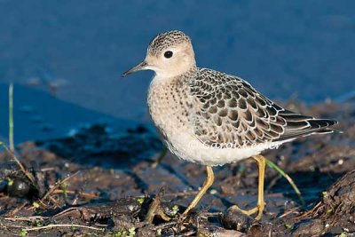 Buff-breasted Sandpiper