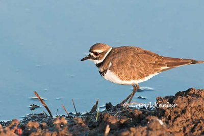 Killdeer