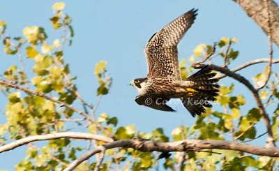 Adult Female Peregrine Falcon