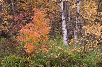 Fall Color with Birches
