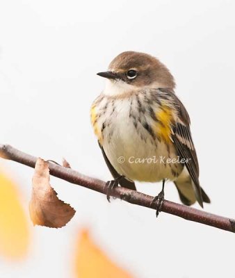 Yellow-Rumped Warbler