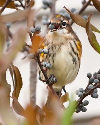 Yellow-Rumped Warbler Eating Bayberry