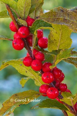 Winterberry Berries