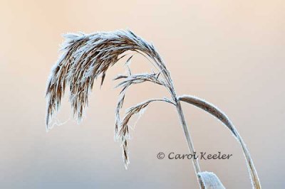 Frosted Phragmites