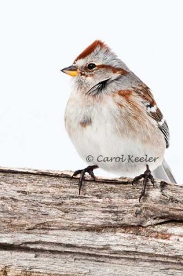 Agitated American Tree Sparrow