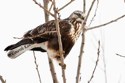 Rough-Legged Hawk3