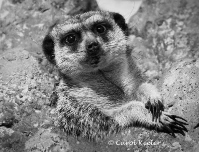 Meerkat- Just Hangin Out