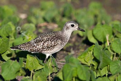 Fall Black-Bellied Plover 