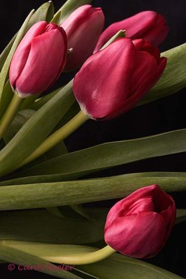 Tulip Beauties