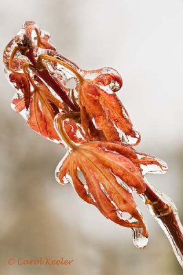 Japanese Maple Leaf on Ice