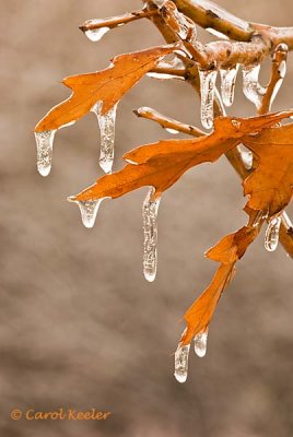 Icy Oak Leaves