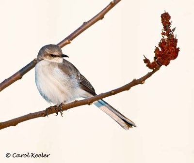 Northern Mockingbird