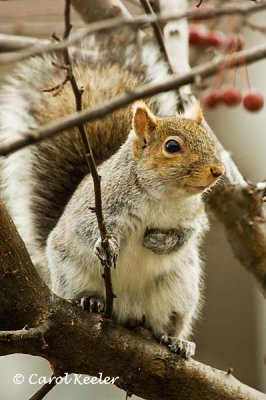 Gray Squirrel