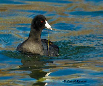 Coot with Dinner
