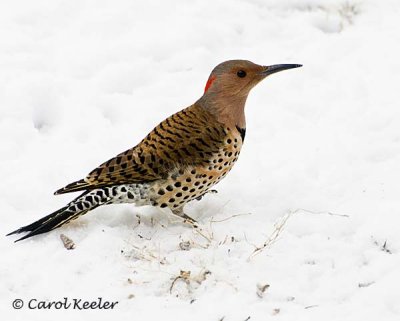 Female Yellow Shafted Flicker