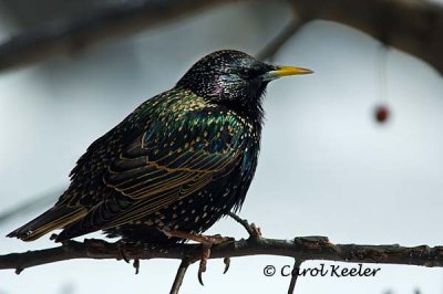 European Starling