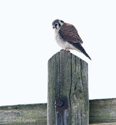 What's Down There? Kestrel