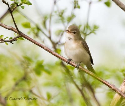 Warbling Vireo