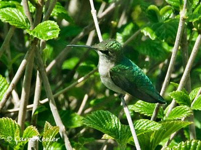 Female Ruby Throated Hummingbird