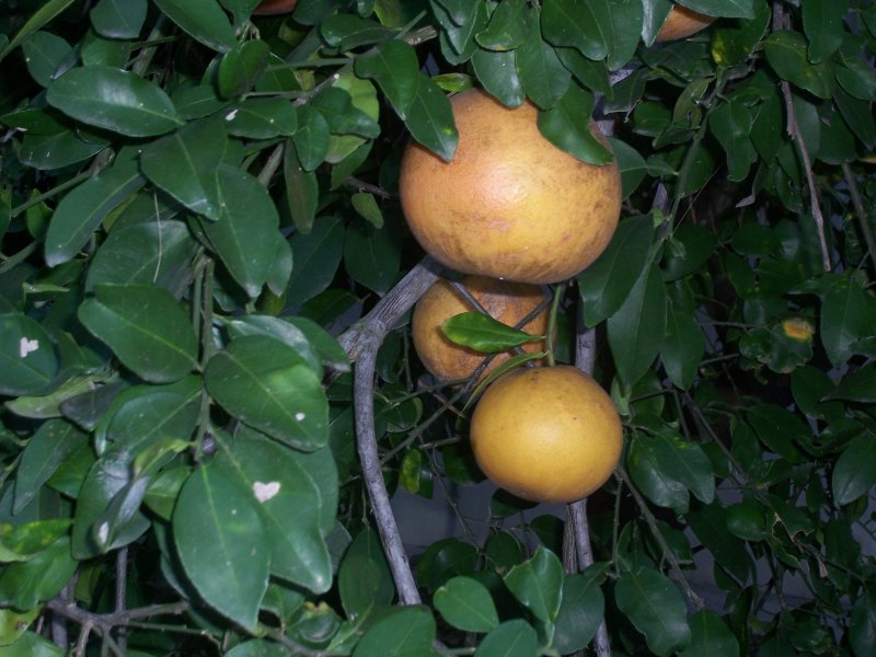 Grapefruit-orginal-picturej.jpg